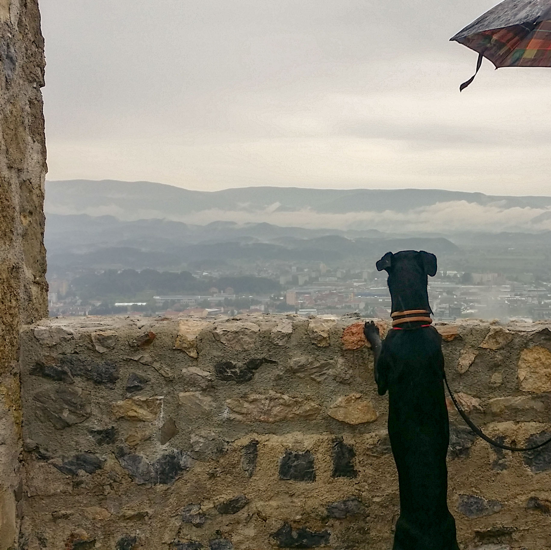 Atena affacciata ai bastioni di Celje