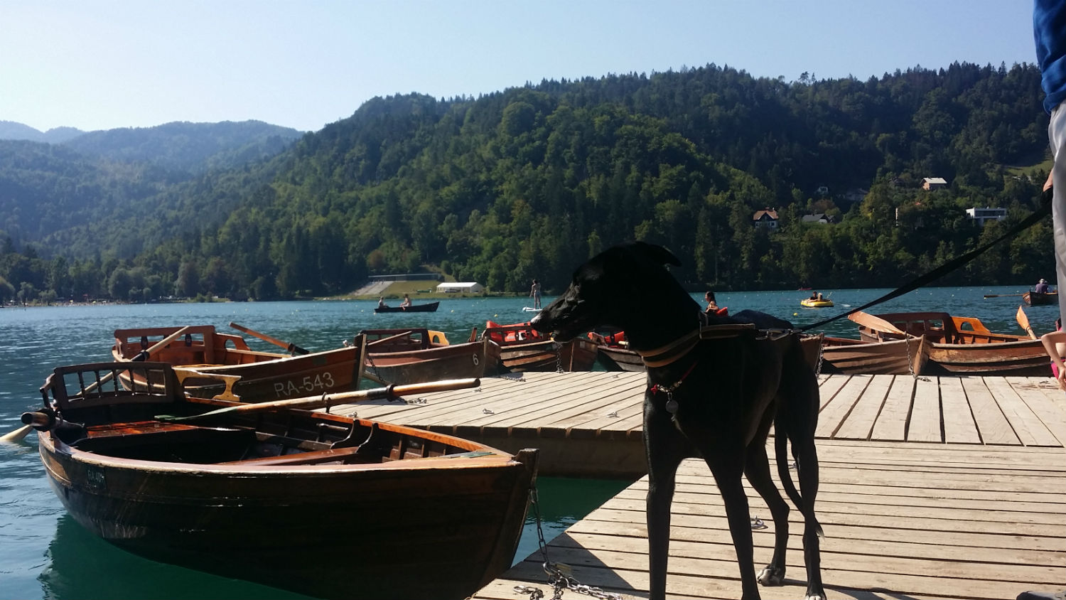 Tour of Slovenia with a dog